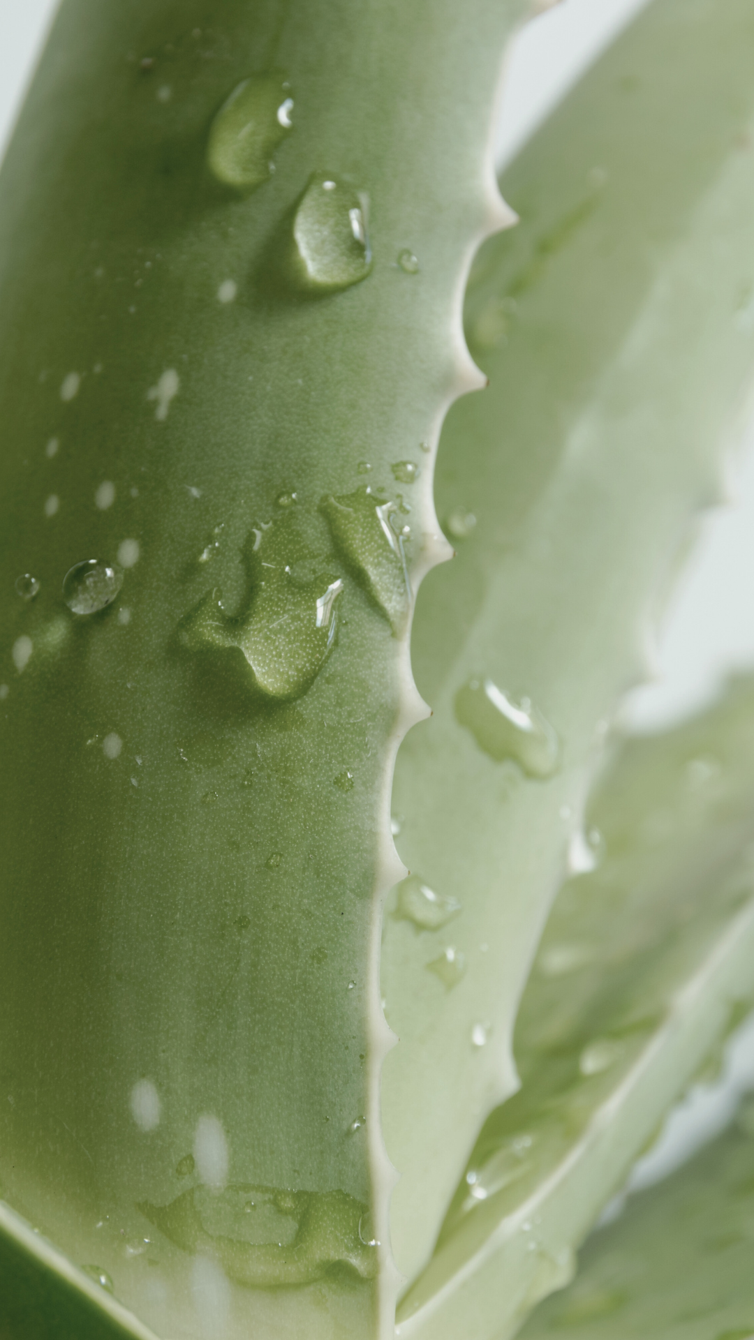Close-up of aloe vera leaf with water droplets
