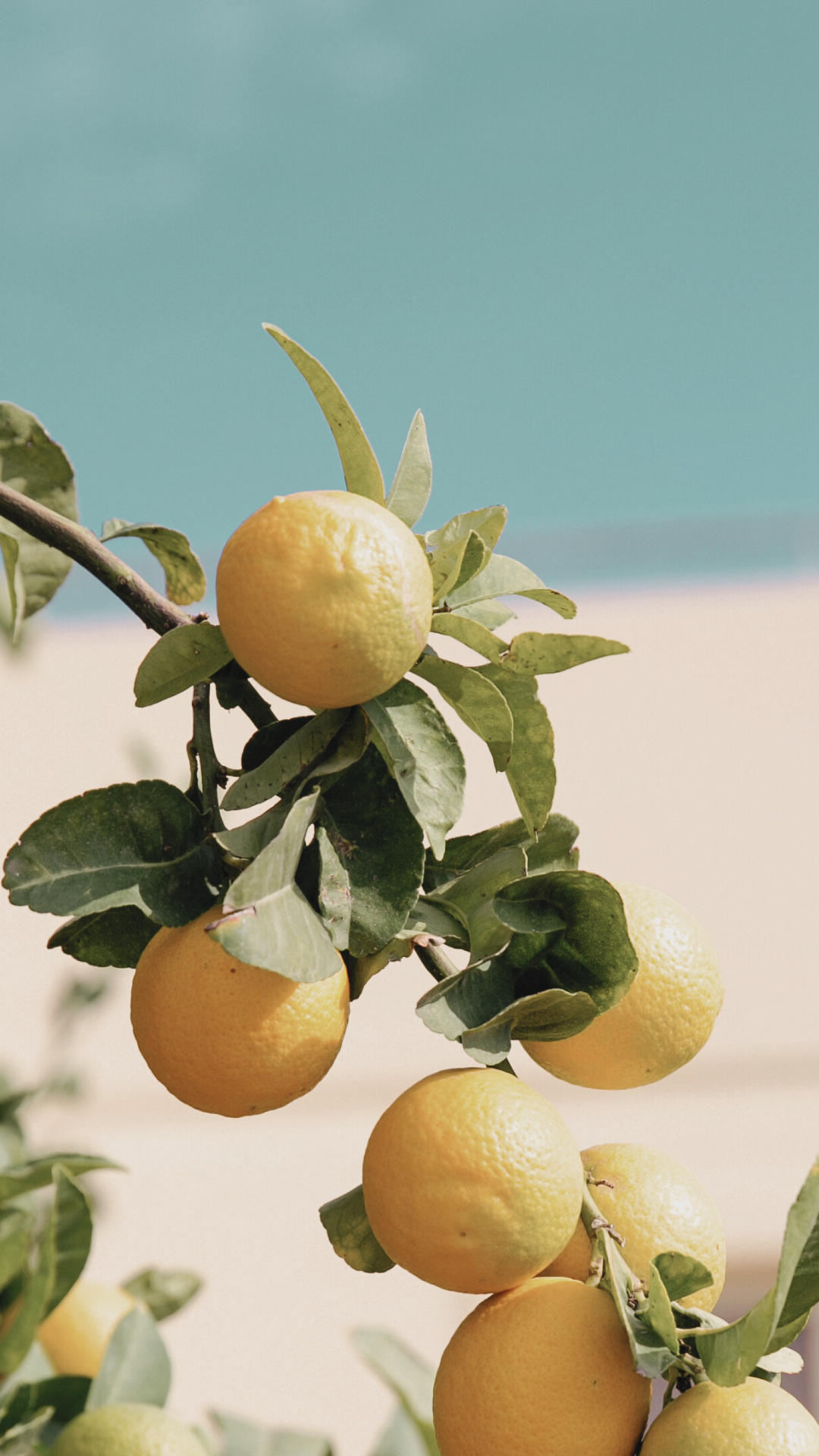 Lemons hanging from a tree with a clear blue sky in the background