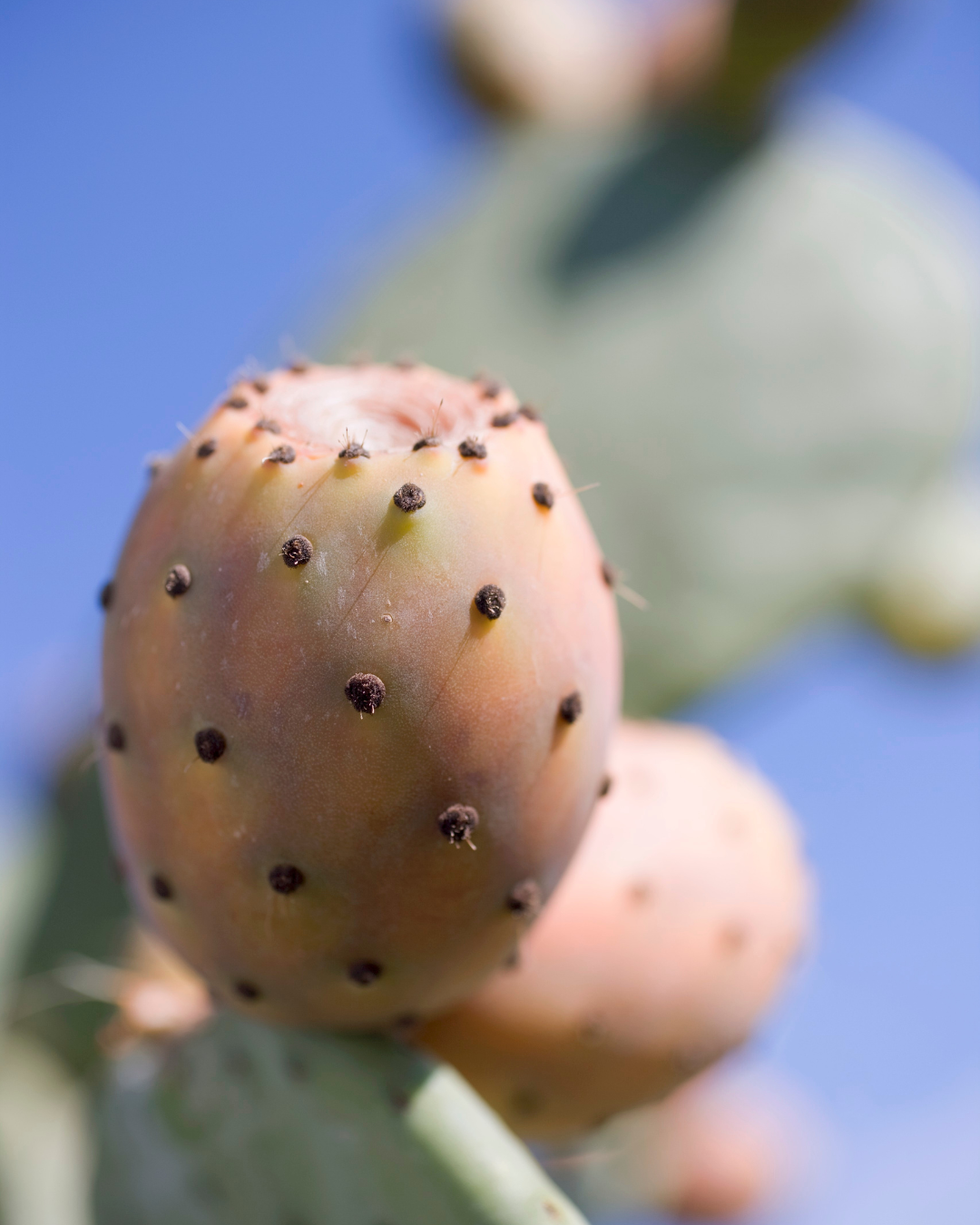 Close-up of a cactus fruit with a blurred blue sky background
